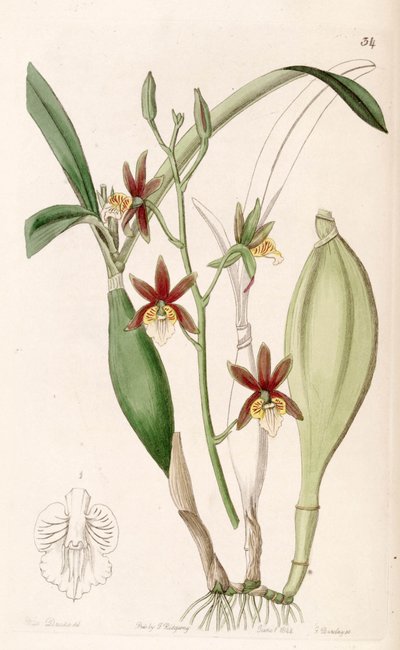 Prosthechea pterocarpa by Miss Drake